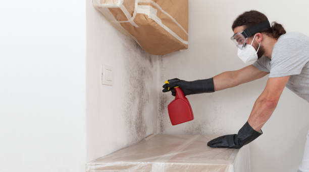 Professional Basement Mold Removal technician working in Lemoyne, PA