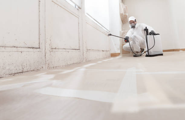 24/7 Emergency Basement Mold Removal experts in Lemoyne, PA