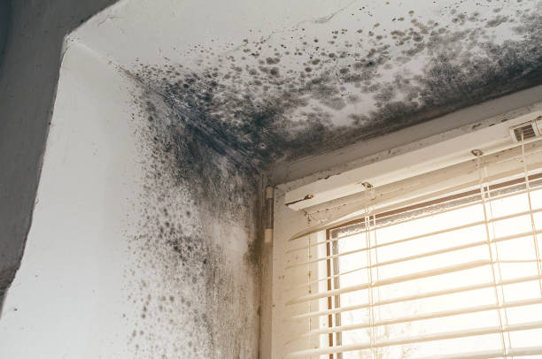 Affordable Basement Mold Removal solutions in Lemoyne, PA